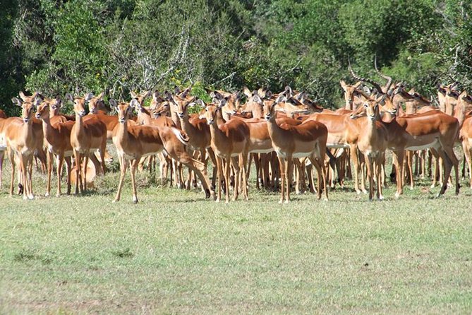 8 days Kenya highlights safari starting from Nairobi. - Four parks, eight days, and a lot of driving
