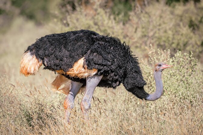 8 days Kenya highlights safari starting from Nairobi. - Day 4: A long transfer from Maasai Mara to Amboseli