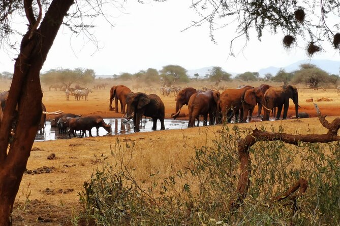 8 days Kenya highlights safari starting from Nairobi. - Day 5: Elephants and open views in Amboseli