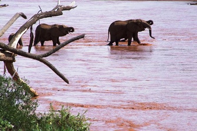 8 days Kenya highlights safari starting from Nairobi. - Day 6: Tsavo West and the Ziwani nature walk