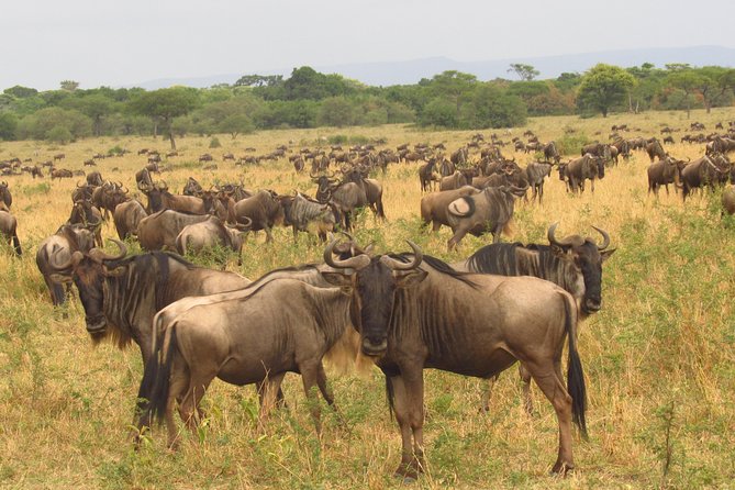 8 Days Safari to Amboseli, Great Rift Valley Lakes & Masai Mara - Day 4: Flamingos at Lake Bogoria