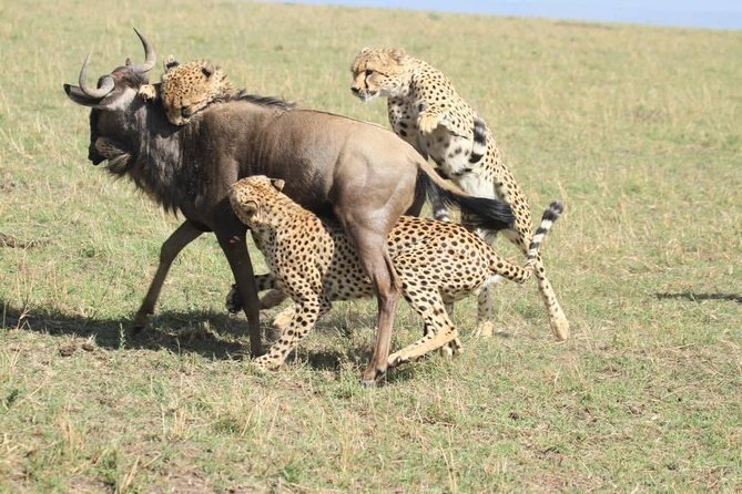 8 Days Safari to Amboseli, Great Rift Valley Lakes & Masai Mara - Day 5: Rhino country at Lake Nakuru