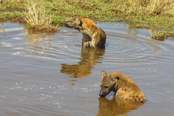 8 Days Safari to Amboseli, Great Rift Valley Lakes & Masai Mara - Day 6: From Nakuru to the Maasai Mara