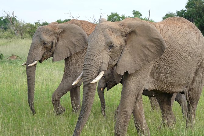 8 Days Safari to Amboseli, Great Rift Valley Lakes & Masai Mara - Day 7: A full safari day in the Mara