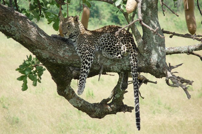 8 Days Safari to Amboseli, Great Rift Valley Lakes & Masai Mara - Day 8: Maasai culture and return to Nairobi