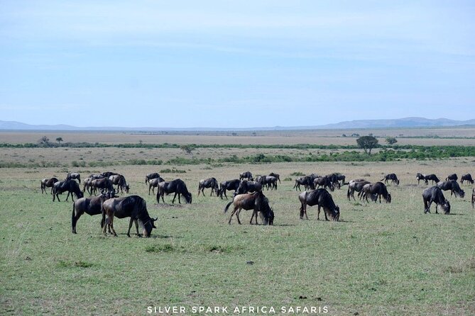 8 Days: Tsavo East National Park Amboseli, Nakuru, Maasai Mara Park - Four Kenyan parks, one ambitious private safari
