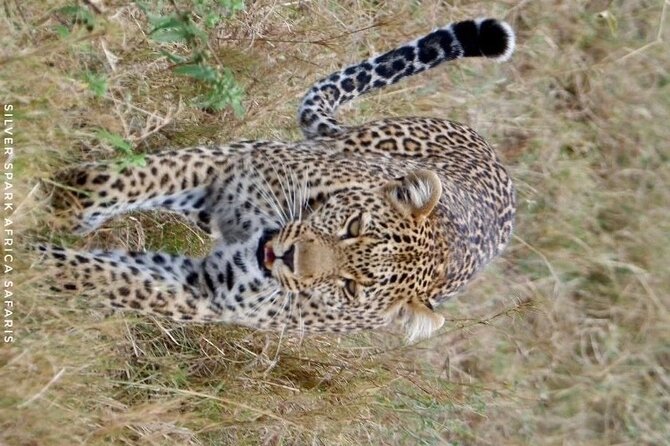 8 Days: Tsavo East National Park Amboseli, Nakuru, Maasai Mara Park - Maasai Mara: the grand finale on open savanna