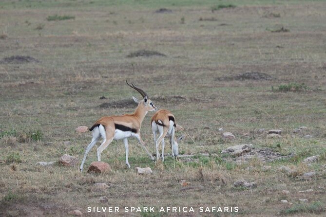 8 Days: Tsavo East National Park Amboseli, Nakuru, Maasai Mara Park - Who will enjoy this route most?