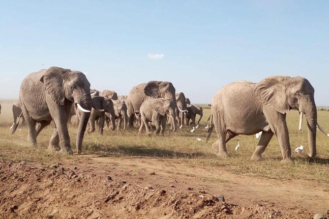 8 Days: Tsavo East National Park Amboseli, Nakuru, Maasai Mara Park - Amboseli: elephants with Mount Kilimanjaro behind them