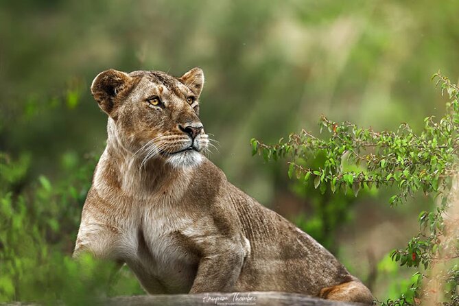 9 Day Private Luxury Spectacle Safari Majestic Kenya Wonderland - Lake Naivasha: freshwater birds and hippos