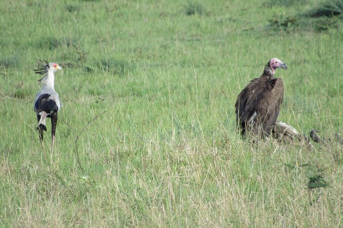 9 Days Amboseli-Ol Pejeta-Aberdare-Nakuru-Naivasha-Masai Mara - Day 5: Lake Nakuru’s Park Roads and Afternoon Wildlife