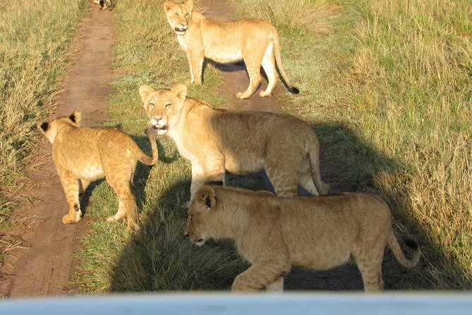 9 Days Amboseli-Ol Pejeta-Aberdare-Nakuru-Naivasha-Masai Mara - Day 7: The Masai Mara Finally Comes Into View