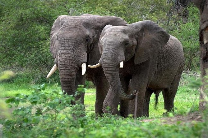 9-Days Best of Kenya Wildlife Private 4X4 Jeep Safari - Day 3: Lake Nakuru, scenic stops, and rhino country