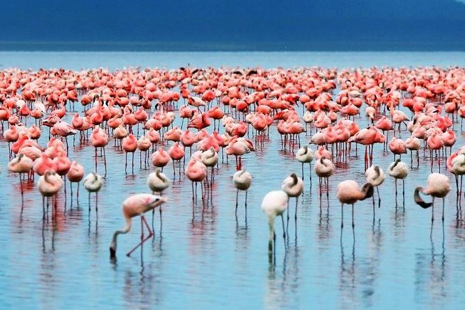 9-Days Best of Kenya Wildlife Private 4X4 Jeep Safari - Day 4: Lake Nakuru birds, a Naivasha boat ride, and optional Hell’s Gate