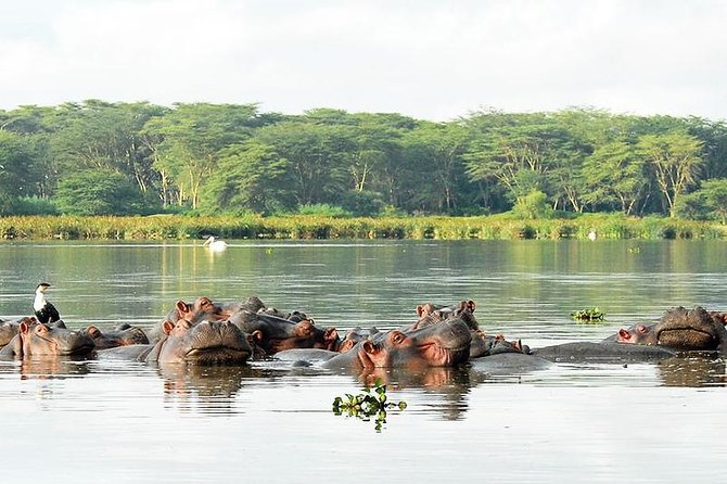 9-Days Best of Kenya Wildlife Private 4X4 Jeep Safari - Day 5: The long move to Amboseli