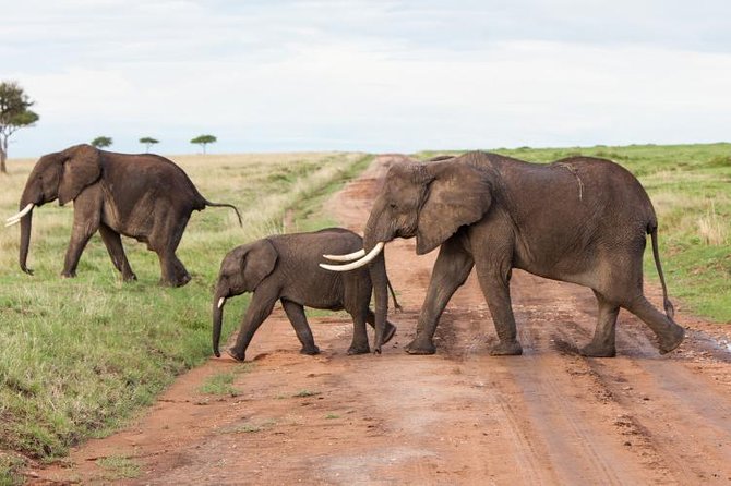 9-Days Best of Kenya Wildlife Private 4X4 Jeep Safari - Day 1: Nairobi to Maasai Mara for a first game drive