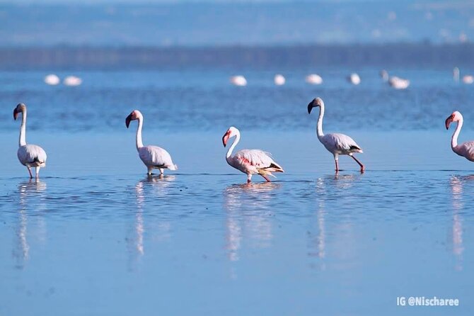 9- Days Classic Kenya Family Safari - Six wildlife areas, one long Kenyan journey