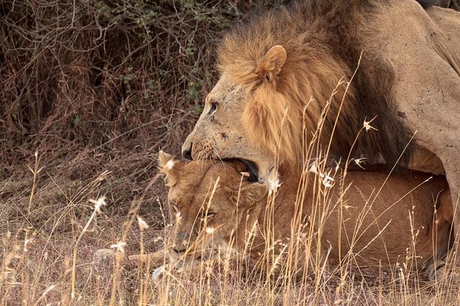 9- Days Classic Kenya Family Safari - Day 3: Rhinos and birdlife at Lake Nakuru