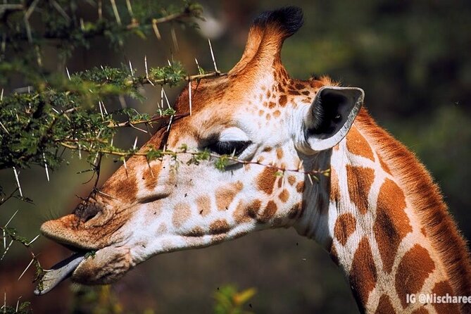 9- Days Classic Kenya Family Safari - Day 4: Boat viewing on Lake Naivasha