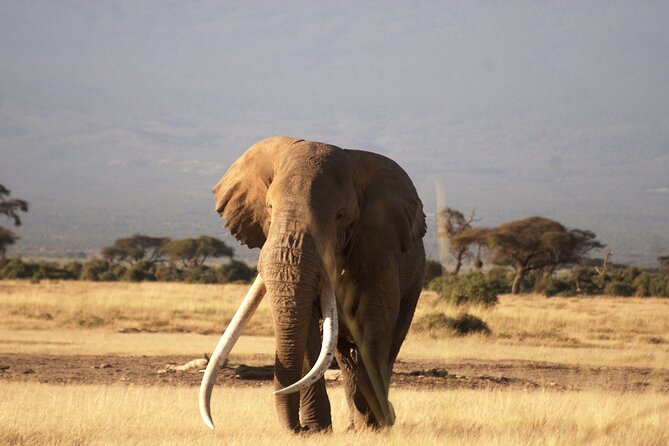 9- Days Classic Kenya Family Safari - Days 5 and 6: Amboseli and the Kilimanjaro view