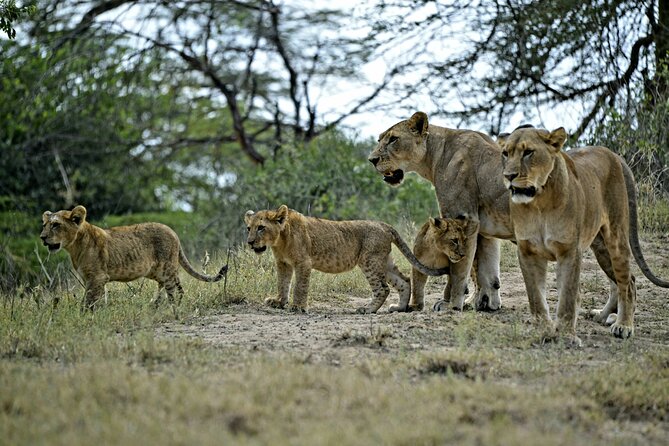 9- Days Classic Kenya Family Safari - Day 7: From Amboseli to Tsavo West