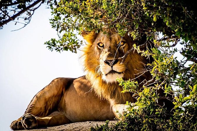 9 Days Kenya and Tanzania Wildlife Experience - Key points before you book