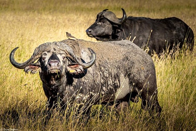 9 Days Kenya and Tanzania Wildlife Experience - Why this Kenya and Tanzania route works