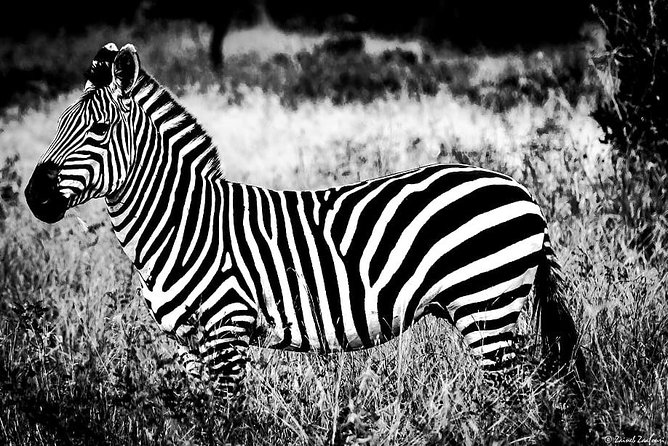 9 Days Kenya and Tanzania Wildlife Experience - Day 2: Nairobi to Masai Mara and the Rift Valley