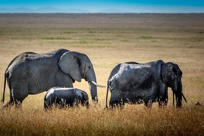 9 Days Kenya and Tanzania Wildlife Experience - Day 6: From Serengeti to the Ngorongoro Conservation Area