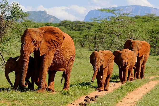 9 Days Kenya Classic Lodge Safari - A big Kenya route in nine days