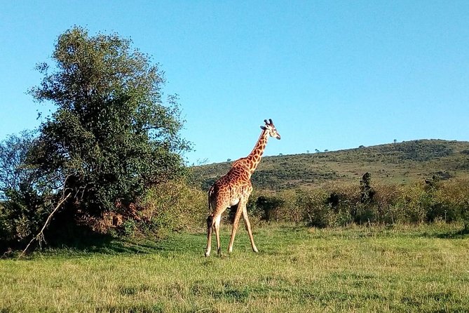 9 Days Kenya Classic Lodge Safari - Day 7: From Amboseli into Tsavo West