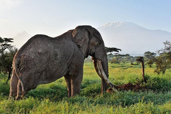 9 Days Samburu- Nakuru- Mara-Naivasha- Amboseli Wild Safari - Day 4: Into the Maasai Mara by way of Narok