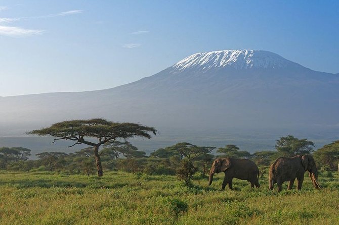9 Days Samburu- Nakuru- Mara-Naivasha- Amboseli Wild Safari - Day 5: A full Mara game drive and the Mara River