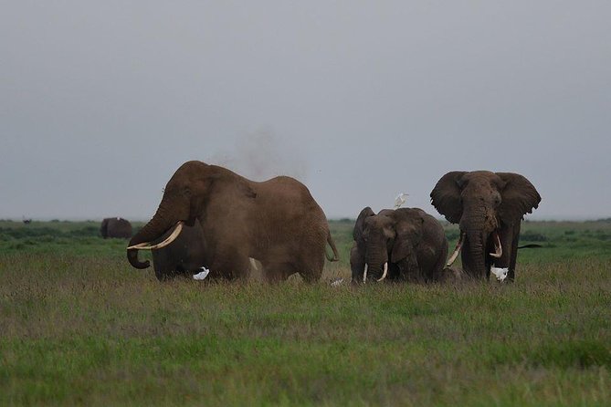 9 Days Samburu- Nakuru- Mara-Naivasha- Amboseli Wild Safari - Day 6: Early Mara drive, Naivasha, and a schedule to verify