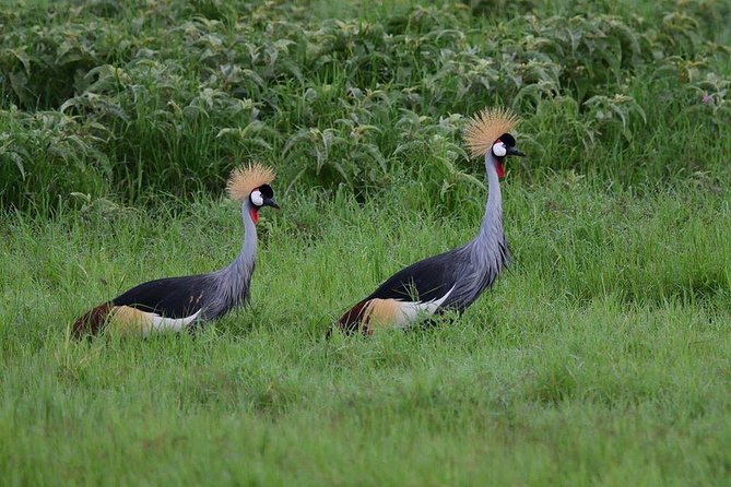 9 Days Samburu- Nakuru- Mara-Naivasha- Amboseli Wild Safari - Day 7: Walking and cycling at Hell’s Gate