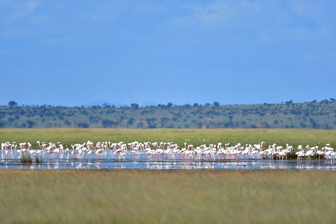 9 Days Samburu- Nakuru- Mara-Naivasha- Amboseli Wild Safari - Day 2: Samburu’s special five