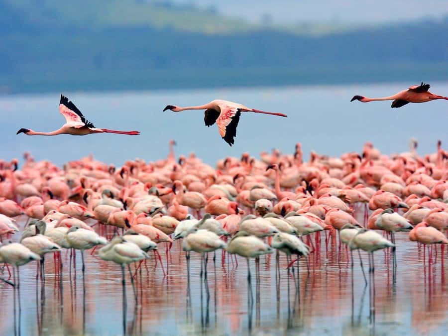 A day tour; Lake Nakuru national park& L. Naivasha Boat ride - A three-hour game drive at Lake Nakuru
