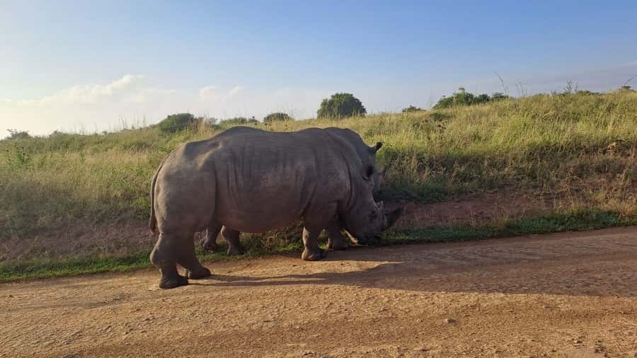 A day tour; Lake Nakuru national park& L. Naivasha Boat ride - What the $145 really covers