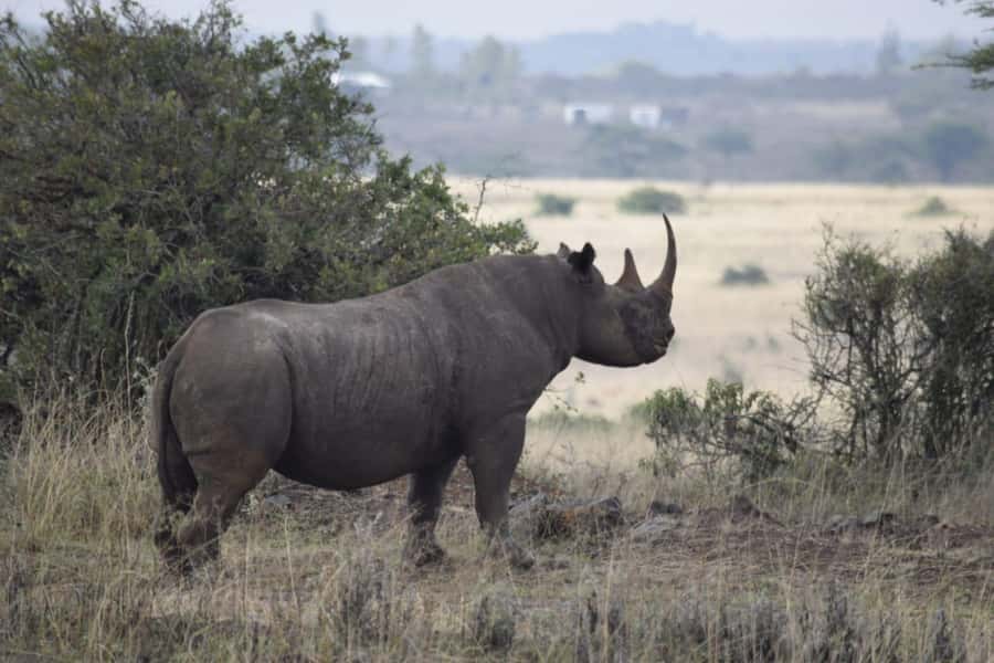 A day tour; Lake Nakuru national park& L. Naivasha Boat ride - Timing, comfort, and service details