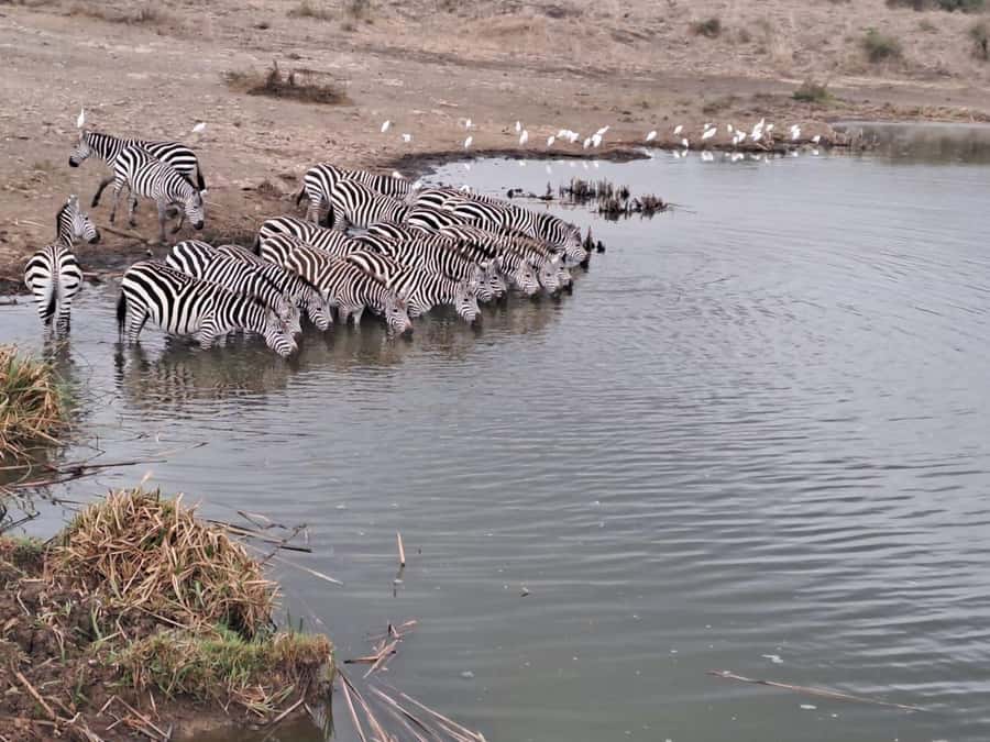 A day tour; Lake Nakuru national park& L. Naivasha Boat ride - FAQ
