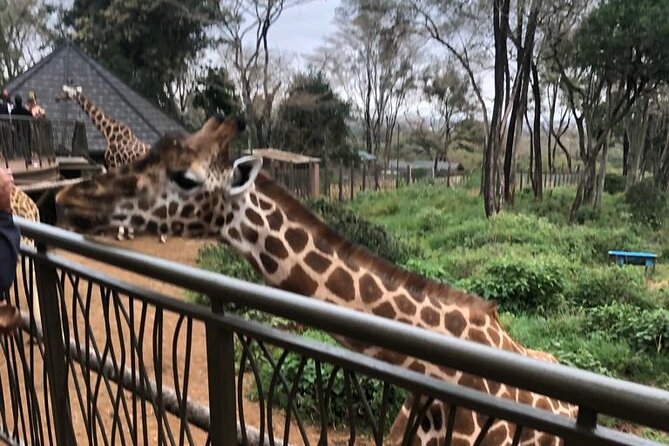 A Day Tour to Giraffe Center in Nairobi Kenya - Meeting Nairobi’s giraffes at eye level