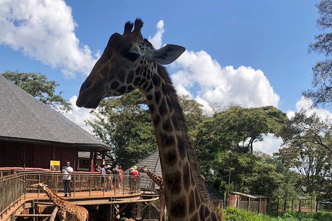 A Day Tour to Giraffe Center in Nairobi Kenya - The private vehicle and guide experience