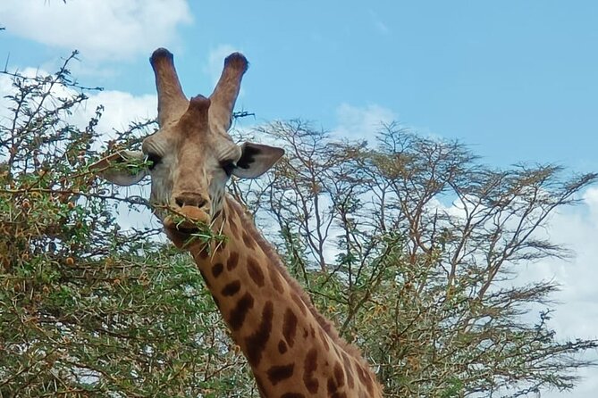 A Day Tour to Giraffe Center in Nairobi Kenya - Should you book the Giraffe Centre tour?