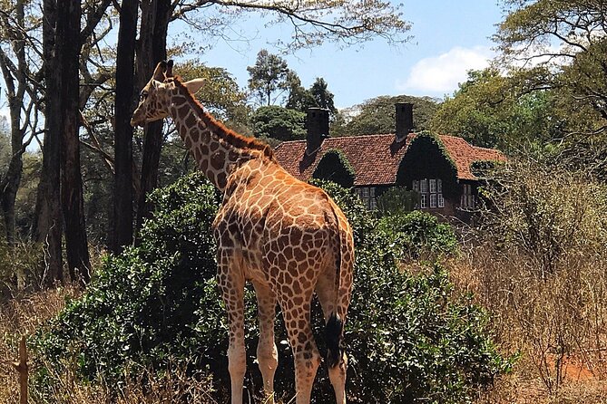 A Day Tour to Giraffe Center in Nairobi Kenya - Why the Rothschild giraffe program matters