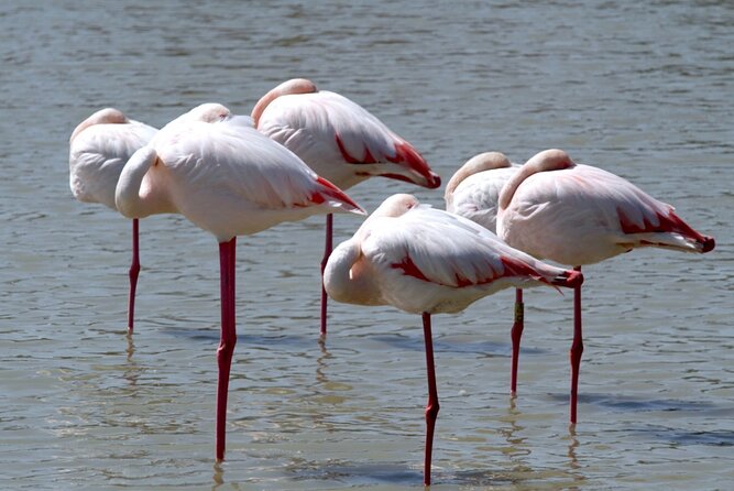 A thrilling Kenya 4 Days Adventure: Masai Mara &Lake Nakuru - Day 2: Sunrise wildlife and a choice of activities