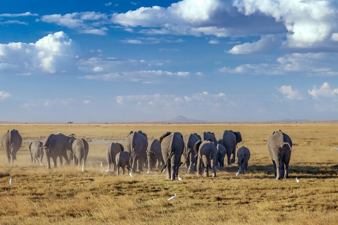 A thrilling Kenya 4 Days Adventure: Masai Mara &Lake Nakuru - Who should book this safari