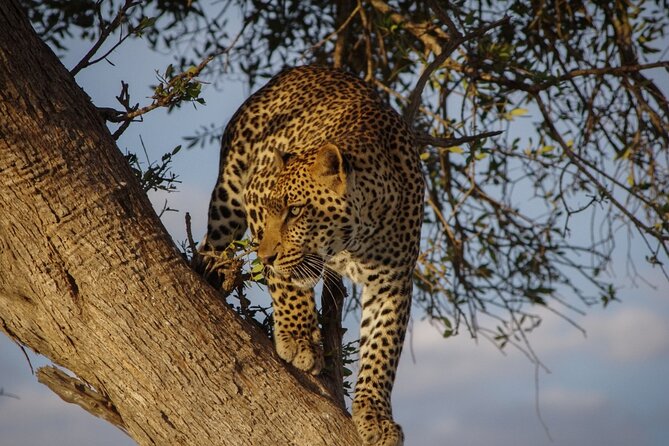 A thrilling Kenya 4 Days Adventure: Masai Mara &Lake Nakuru - Day 1: From Nairobi to the Masai Mara