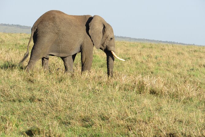 Adventure-fueled 3 Days Maasai Mara Safari - Day 2: Your best chance for a full safari day