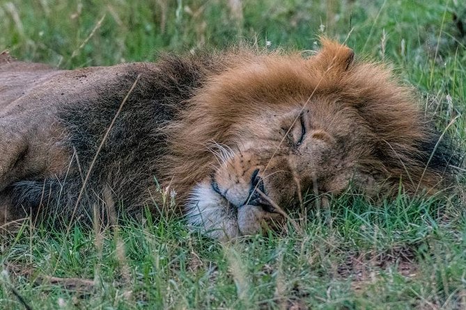 African Wildlife & Nature - 5 Kenya national parks - 6 day Jeep Safari - Who will get the most from this safari