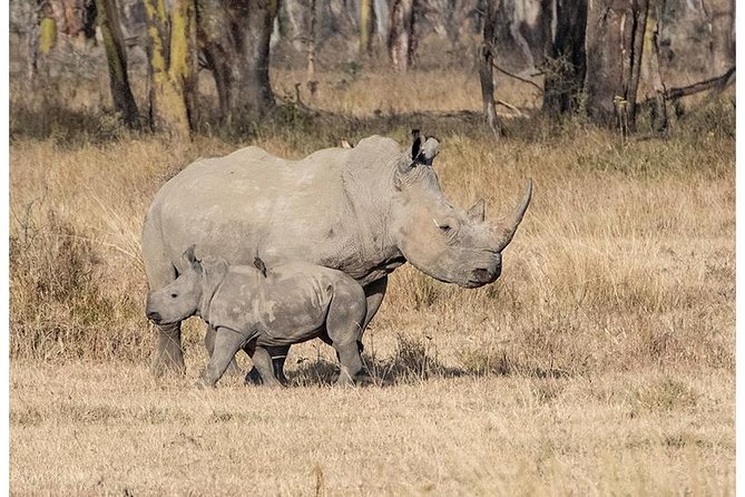 African Wildlife & Nature - 5 Kenya national parks - 6 day Jeep Safari - Day two: Mzima Springs, elephants, and Kilimanjaro